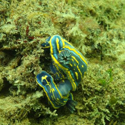 Capbreton Virgine Bouleau 1