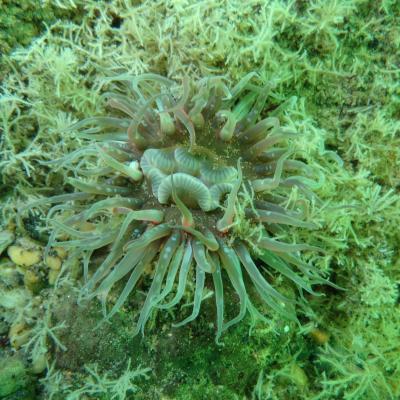 Capbreton Virgine Bouleau 2