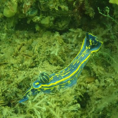 Capbreton Virgine Bouleau 3