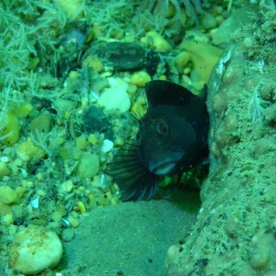 Capbreton Virgine Bouleau 4