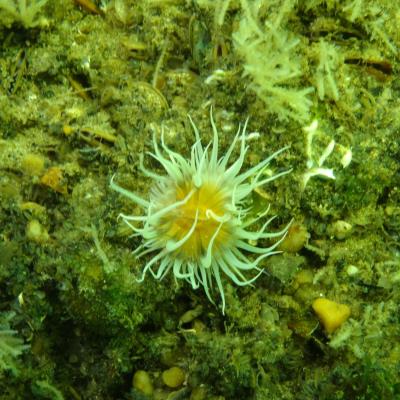 Capbreton Virgine Bouleau 5