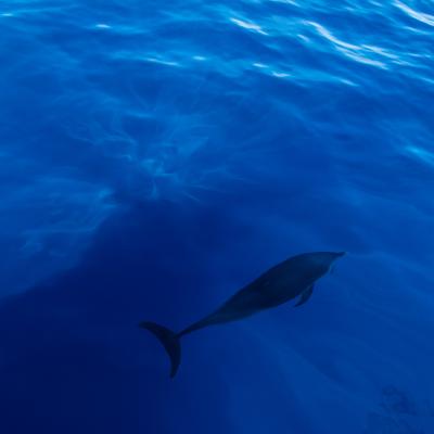 2015 Guadeloupe Bouillante 7786