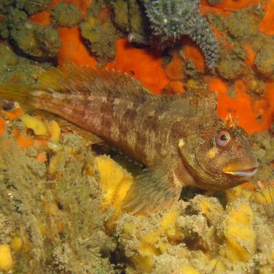 2009 08 13 Blennie 2