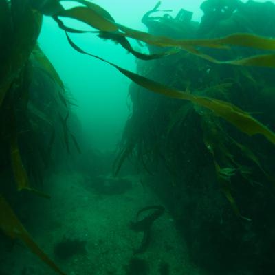 2015 Ploumanach 06503