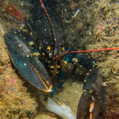 2015 Ploumanach 06596