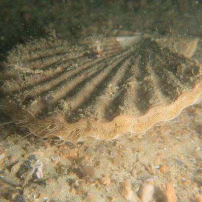 2015 Ploumanach 06605