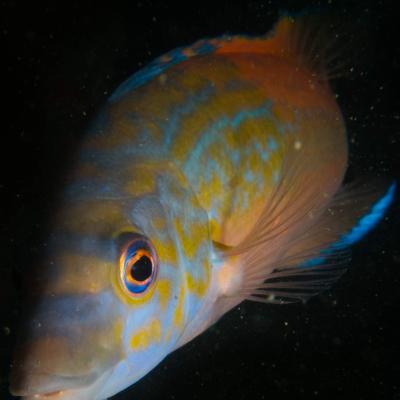 2015 Ploumanach 06617