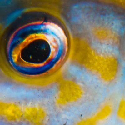 2015 Ploumanach 06622