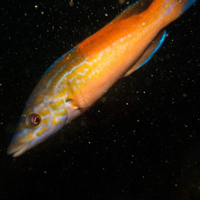 2015 Ploumanach 06625