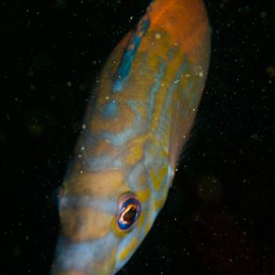 2015 Ploumanach 06627 2