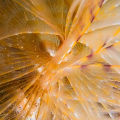 2015 Ploumanach 06631