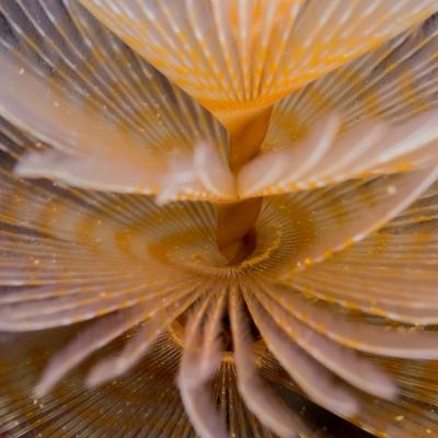 2015 Ploumanach 06646