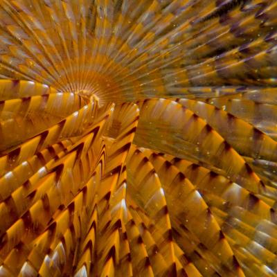 2015 Ploumanach 06652