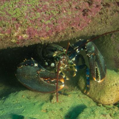 2015 Ploumanach 1 20