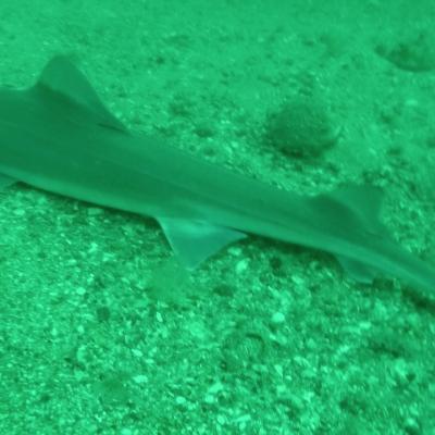 Gopr0927 1557931847825 High