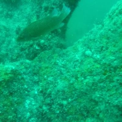 Gopr0938 1557930110471 High