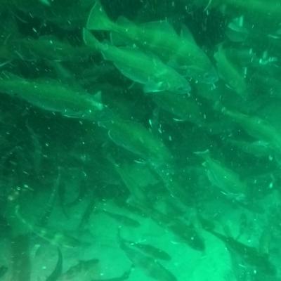 Gopr0940 1557929215328 High