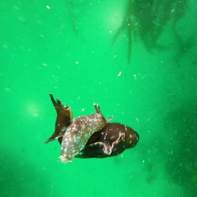 Gopr0951 1557928053900 High